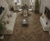 Каменный ламинат SPC Ensten Valland Parquet Мальта, ECO 103-20 Каменный ламинат SPC Ensten Valland Parquet Мальта, ECO 103-20