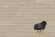 Керамогранит Vitra OakWood Греж Матовый R10A 20x120, K947908R Керамогранит Vitra OakWood Греж Матовый R10A 20x120, K947908R