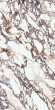 Керамогранит Laminam I Naturali Marmi Calacatta Viola Lucidato Book Match Face A 162x324, LAMFFM0268