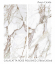 Керамогранит StaroSlabs Polished Calacatta Rose High Glossy 120x278 Керамогранит StaroSlabs Polished Calacatta Rose High Glossy 120x278