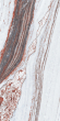 Керамогранит Artcer Exclusive Marble Greece Poli 60x120 Керамогранит Artcer Exclusive Marble Greece Poli 60x120